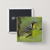 Warbler, Gelbwurzel, Dendroica Button (Vorne & Hinten)