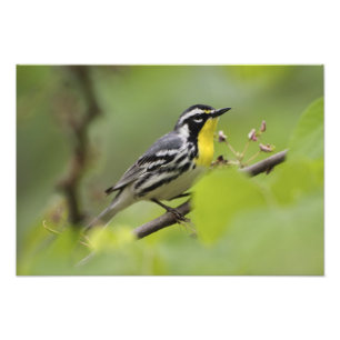 Warbler, Gelbwurzel, Dendroica Fotodruck