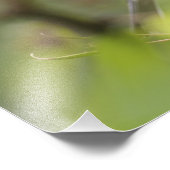 Warbler, Gelbwurzel, Dendroica Fotodruck (Ecke)