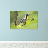 Warbler, Gelbwurzel, Dendroica Leinwanddruck (Insitu (Holzboden))