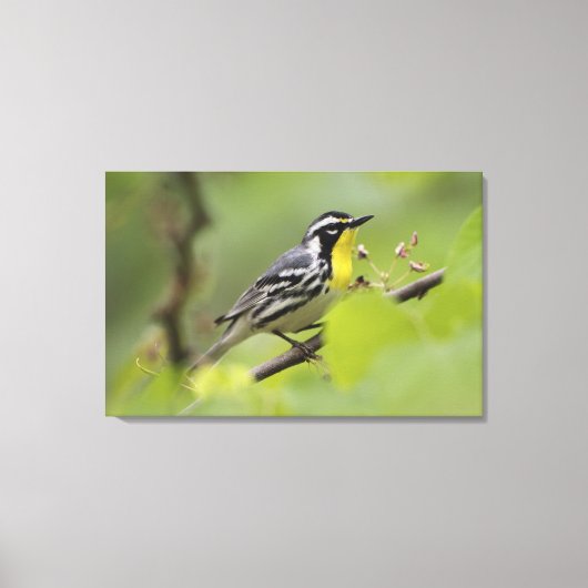 Warbler, Gelbwurzel, Dendroica Leinwanddruck (Vorderseite)
