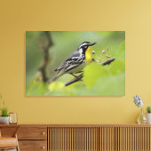 Warbler, Gelbwurzel, Dendroica Leinwanddruck (Insitu (Wohnzimmer))