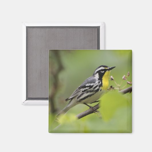 Warbler, Gelbwurzel, Dendroica Magnet (Vorderseite/Rückseite)
