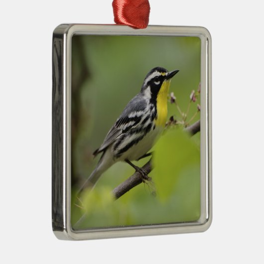 Warbler, Gelbwurzel, Dendroica Ornament Aus Metall (Rechts)