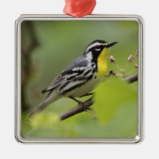 Warbler, Gelbwurzel, Dendroica Ornament Aus Metall (Vorne)