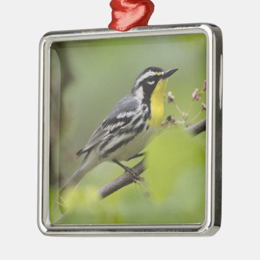 Warbler, Gelbwurzel, Dendroica Ornament Aus Metall (Links)