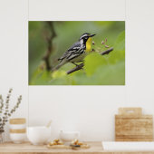 Warbler, Gelbwurzel, Dendroica Poster (Küche)