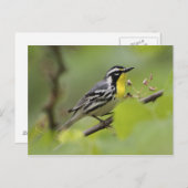 Warbler, Gelbwurzel, Dendroica Postkarte (Vorne/Hinten)