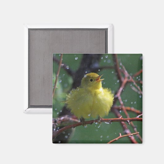 Warbler Magnet (Vorderseite/Rückseite)