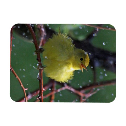 Warbler Magnet (Horizontal)