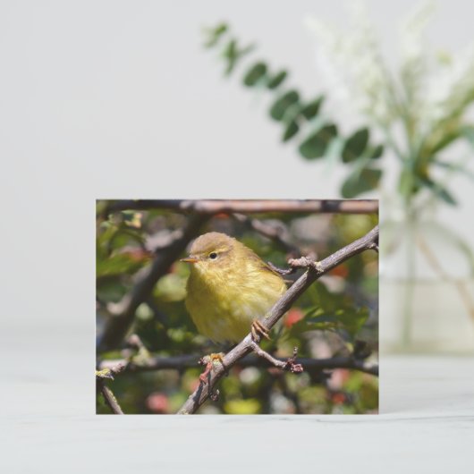 Warbler Postcard Postkarte (Stehend Vorderseite)