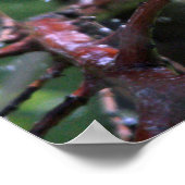 Warbler Poster (Ecke)