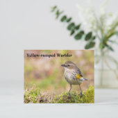 Warbler Postkarte (Stehend Vorderseite)