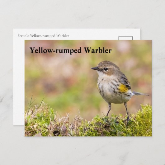 Warbler Postkarte (Vorne/Hinten)
