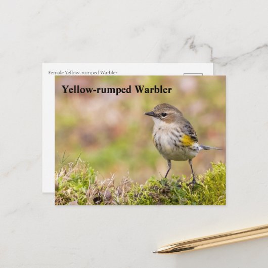Warbler Postkarte (Vorderseite/Rückseite Beispiel)
