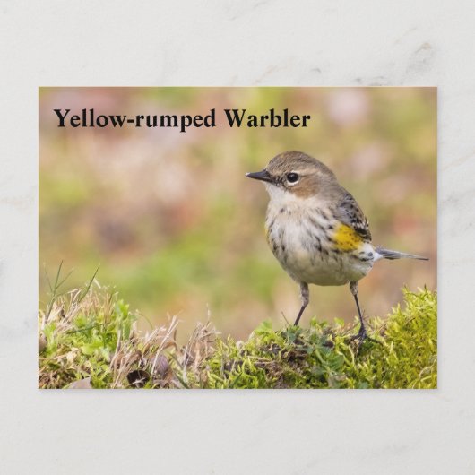 Warbler Postkarte (Vorderseite)