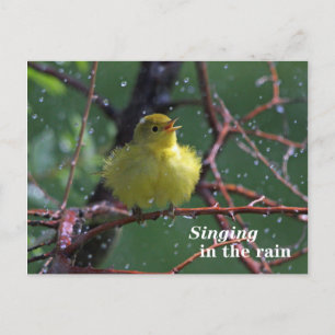 Warbler Postkarte