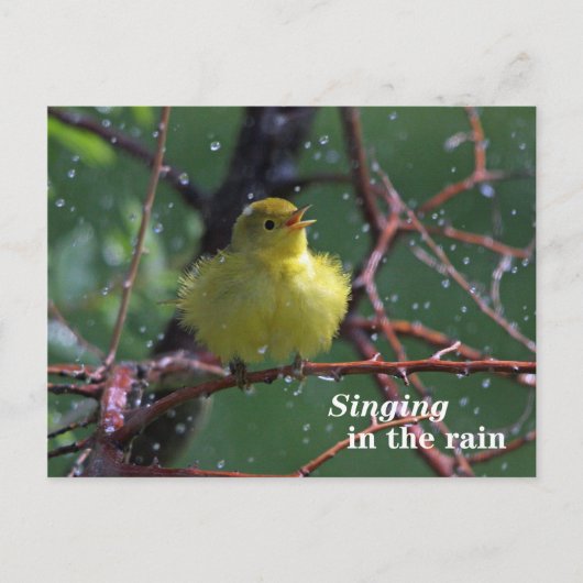Warbler Postkarte (Vorderseite)