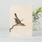 Warbler Reed Wren | William Lewin (Stehend Vorderseite)