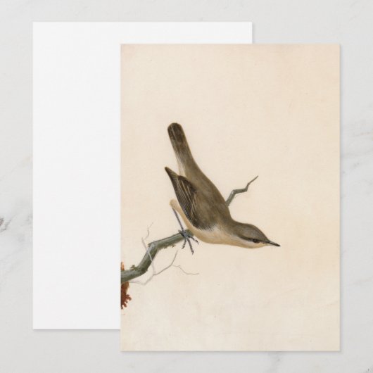 Warbler Reed Wren | William Lewin (Vorne/Hinten)