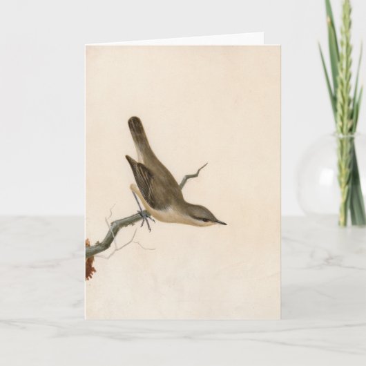 Warbler Reed Wren | William Lewin Karte (Vorderseite)