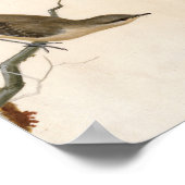 Warbler Reed Wren | William Lewin Poster (Ecke)