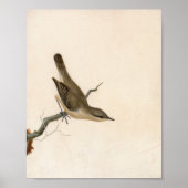 Warbler Reed Wren | William Lewin Poster (Vorne)
