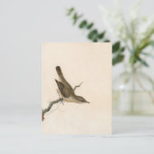 Warbler Reed Wren | William Lewin Postkarte (Stehend Vorderseite)