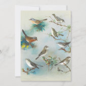 Warbler und Wrens (Vorderseite)