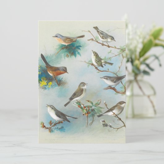 Warbler und Wrens (Stehend Vorderseite)