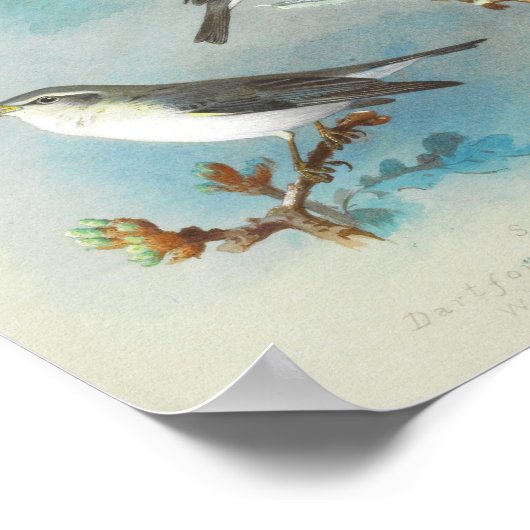 Warbler und Wrens Poster (Ecke)