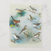 Warbler und Wrens Postkarte (Vorderseite)