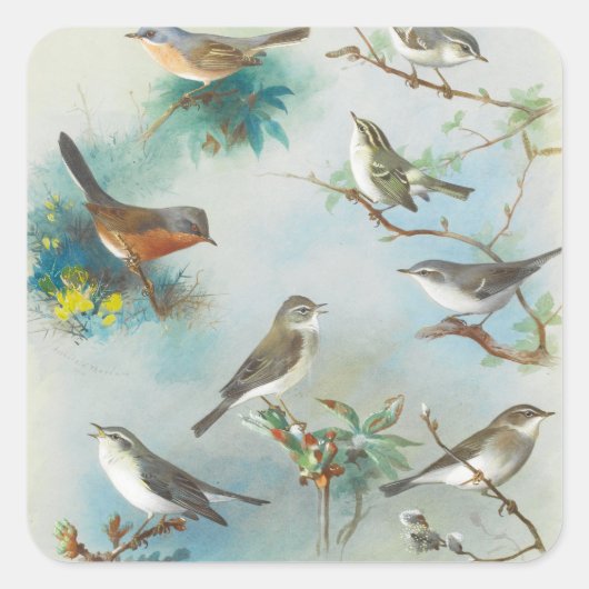 Warbler und Wrens Quadratischer Aufkleber (Vorderseite)