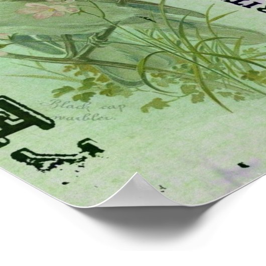 Warbler Vintag Poster (Ecke)