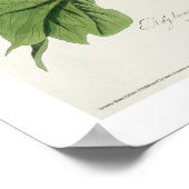 Warbler von Audubon Poster (Ecke)