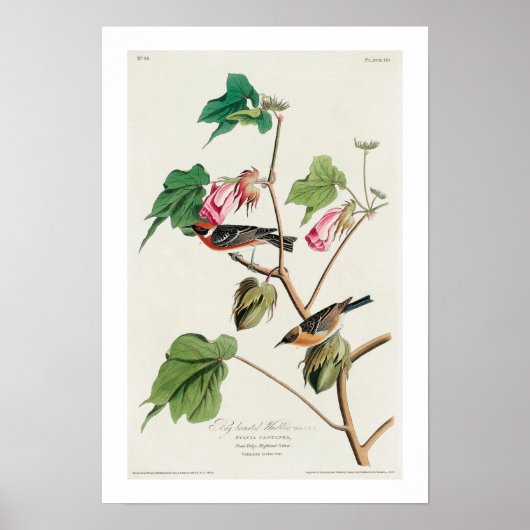 Warbler von Audubon Poster (Vorne)