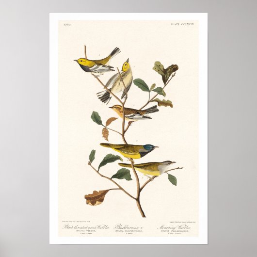 Warbler von Audubon Poster (Vorne)