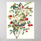 Warbler von John James Audubon Poster (Vorne)