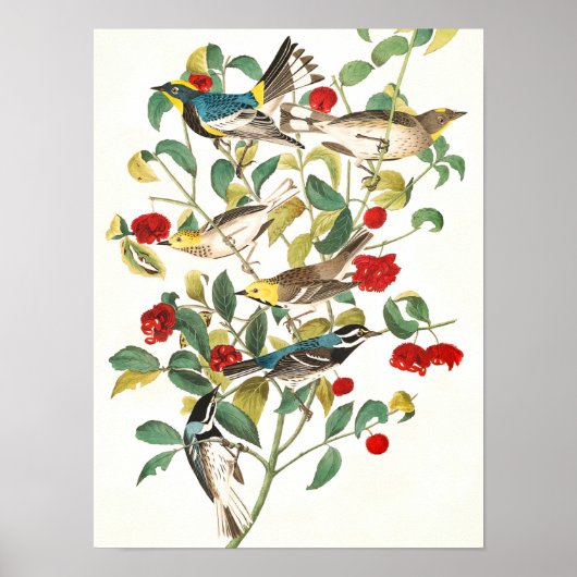 Warbler von John James Audubon Poster (Vorne)