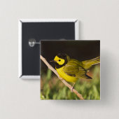 Warbler Wilsonia citrina) Button (Vorne & Hinten)
