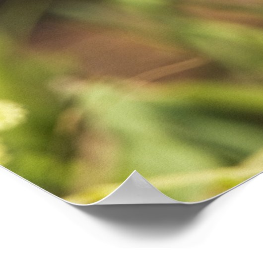 Warbler Wilsonia citrina) erwachsen, männlich, Poster (Ecke)