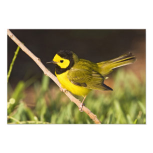 Warbler Wilsonia citrina) Fotodruck