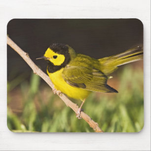 Warbler Wilsonia citrina) Mousepad