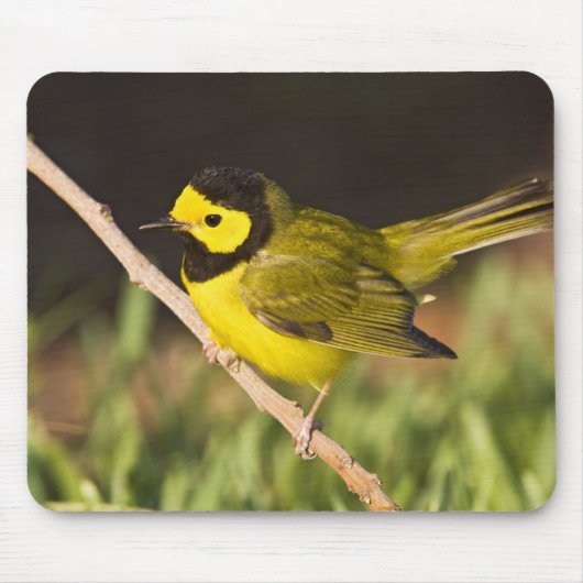 Warbler Wilsonia citrina) Mousepad (Vorne)