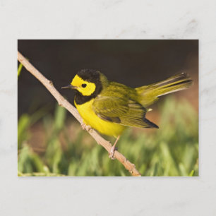Warbler Wilsonia citrina) Postkarte