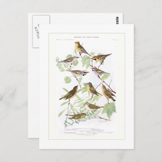 Warblers Postkarte (Vorne/Hinten)