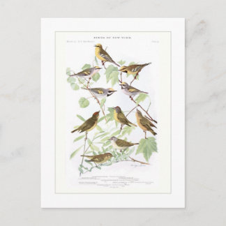 Warblers Postkarte