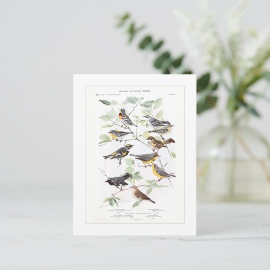 Warblers Postkarte (Stehend Vorderseite)