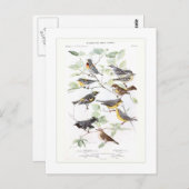 Warblers Postkarte (Vorne/Hinten)
