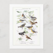 Warblers Postkarte (Vorderseite)